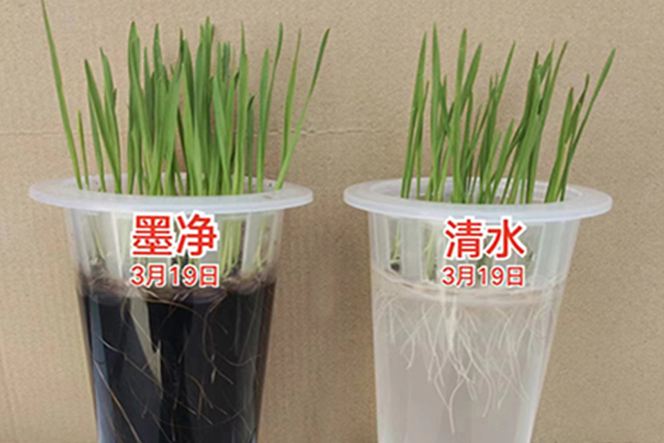 水培实验