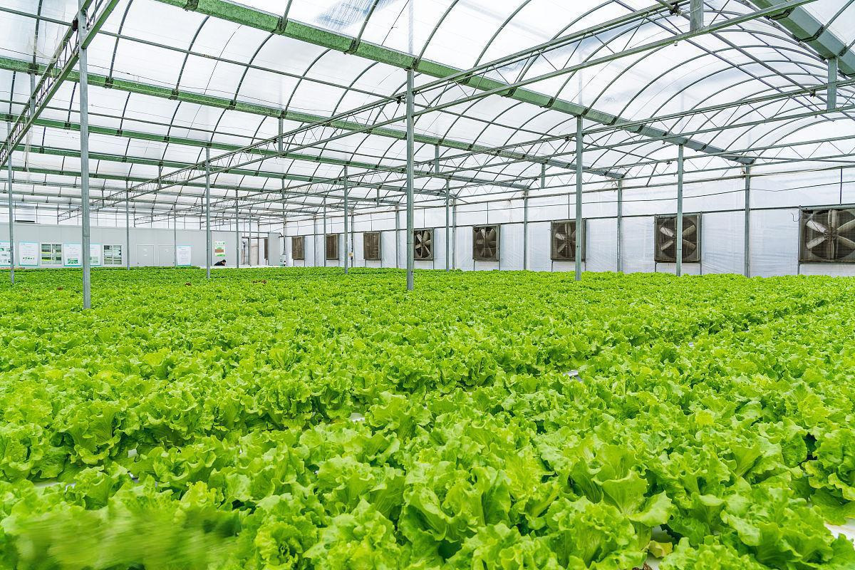 北方露地、棚地春菜生产，配施腐植酸、腐植酸水溶肥尽可周全