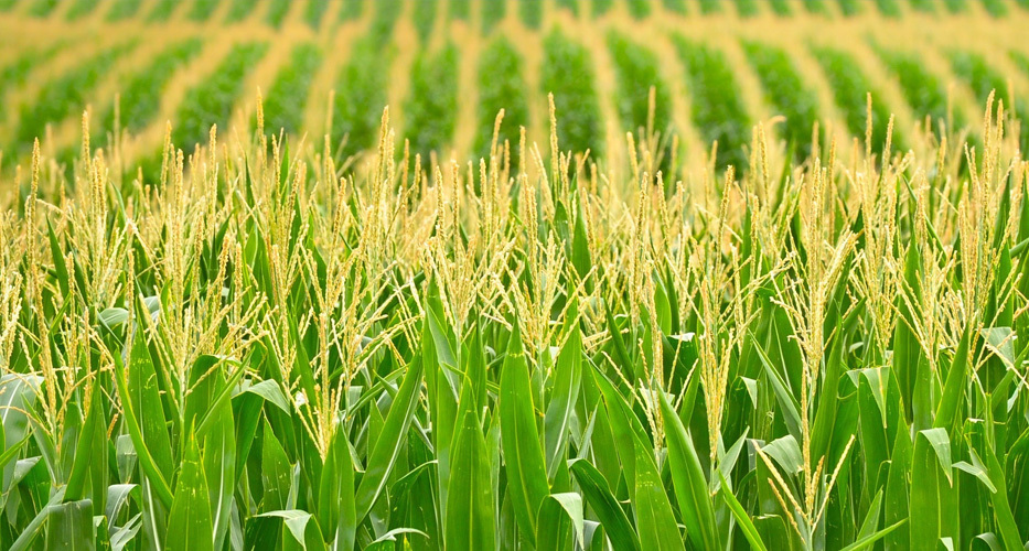 Agroforestry Industry
