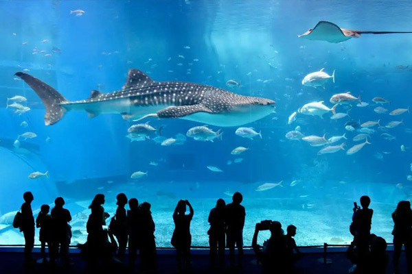 Create a transparent aquarium world-acrylic (Acrylic) aquarium engineering