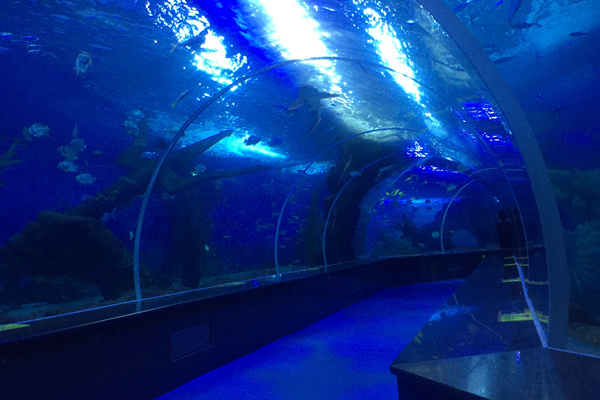 Acrylic Tunnel