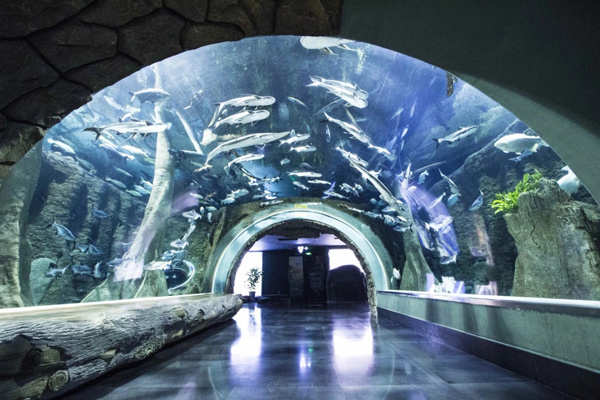 Acrylic Tunnel