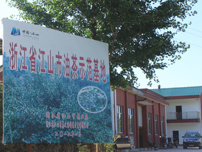 先锋村油茶基地