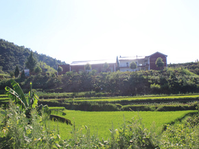 先锋村油茶基地