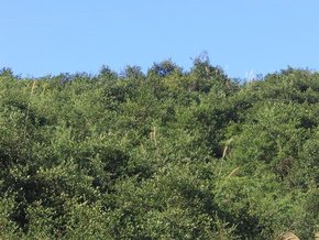 先锋村油茶基地