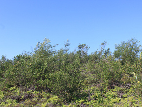 先锋村油茶基地