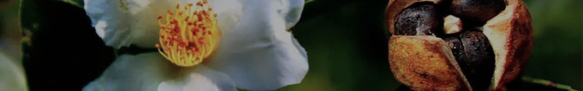 茶之语山茶油