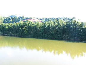先锋村油茶基地