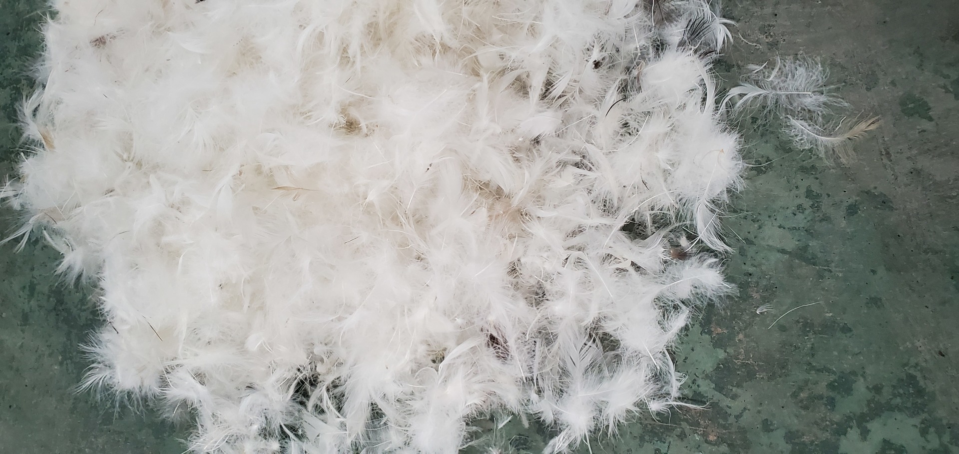 ORT1LK24： duck feather 2-4cm, 4-6cm（BSCI OKO DOWNPASS RDS）