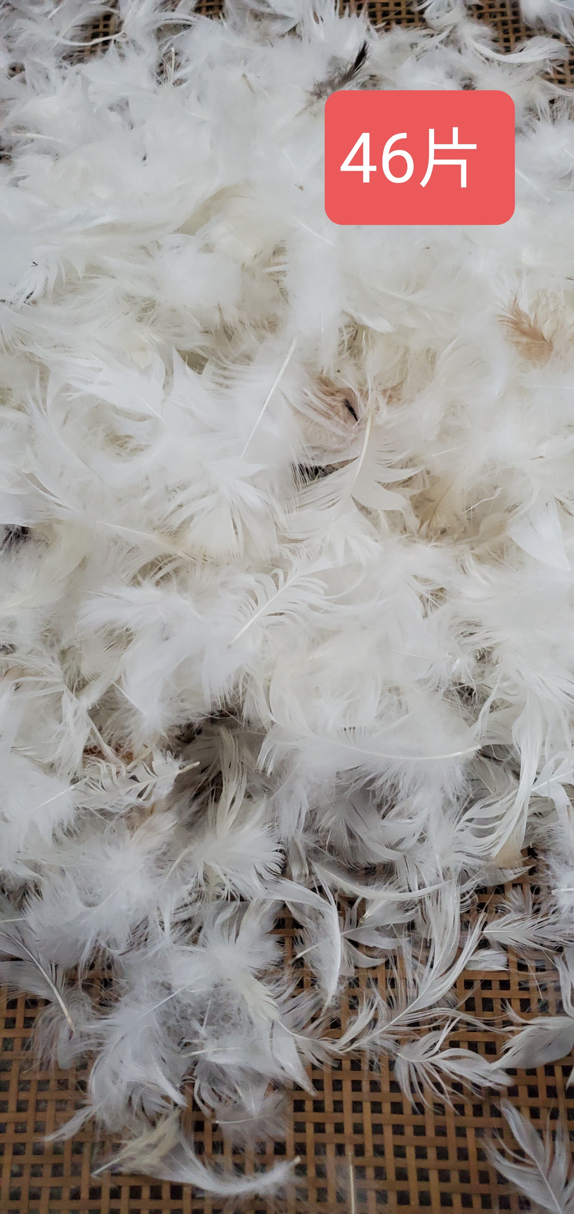 ORT1LK24： duck feather 2-4cm, 4-6cm（BSCI OKO DOWNPASS RDS）
