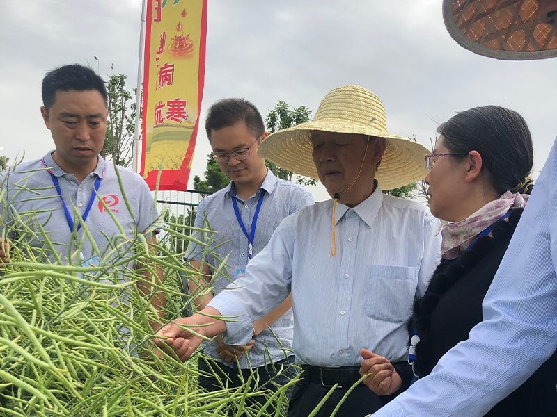 种植油菜新品种油777需要注意哪些田间管理？