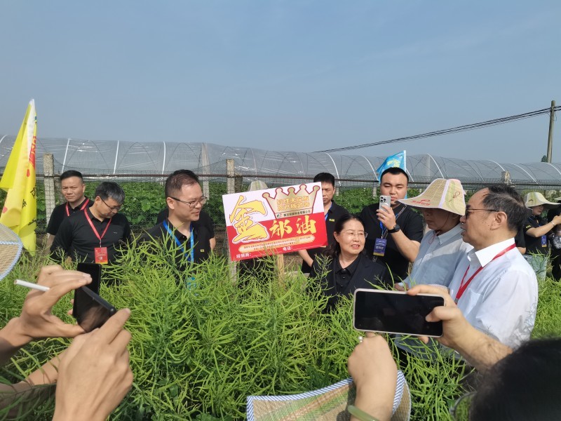 油菜新品种油777在区域试验中的产量表现如何？
