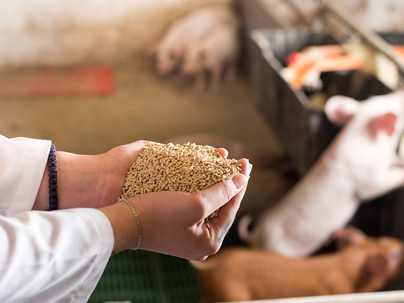 Automatic quantitative packaging of feed