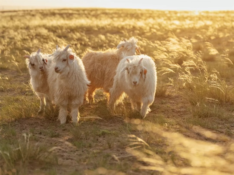 Sustainability & Environmental Response in cashmere industries Sustainability & Environmental Response in cashmere industries