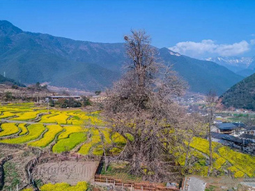 启别村千年银杏树