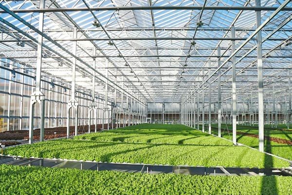 Greenhouse: From plant shelter to agricultural laboratory where technology and ecology interweave