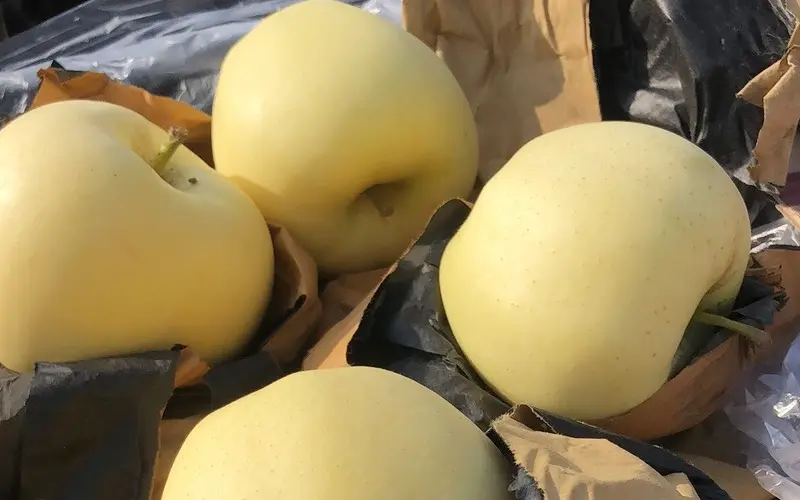 如何挑选优质的金帅苹果? 如何挑选优质的金帅苹果?