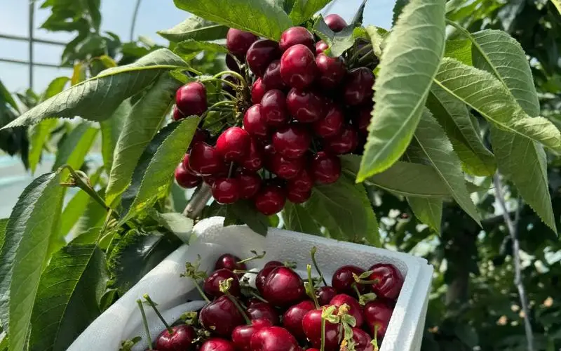 烟台大樱桃适宜种植的土壤类型有哪些? 烟台大樱桃适宜种植的土壤类型有哪些?