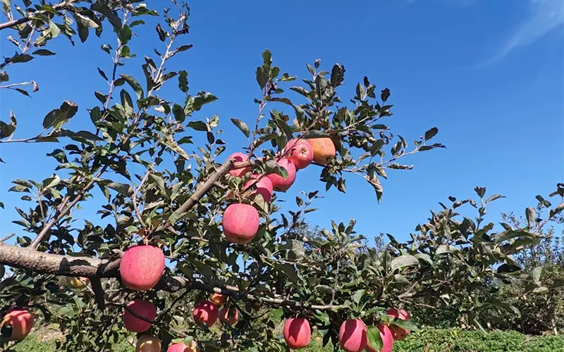 "Apple Capital" Qixia: Polishing the Golden Brand of "Qixia Apples" "Apple Capital" Qixia: Polishing the Golden Brand of "Qixia Apples"