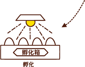孵化
