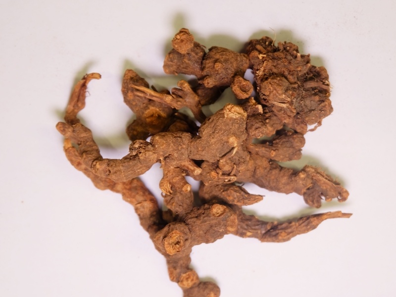 蒼術(shù)