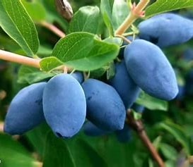 藍錠果提取物