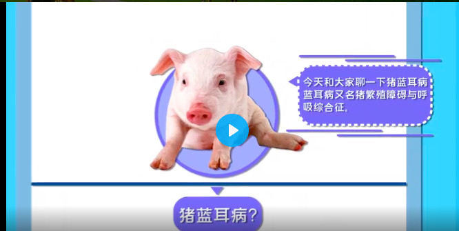 猪蓝耳病