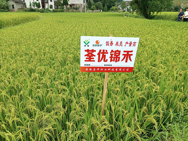 荃優(yōu)錦禾