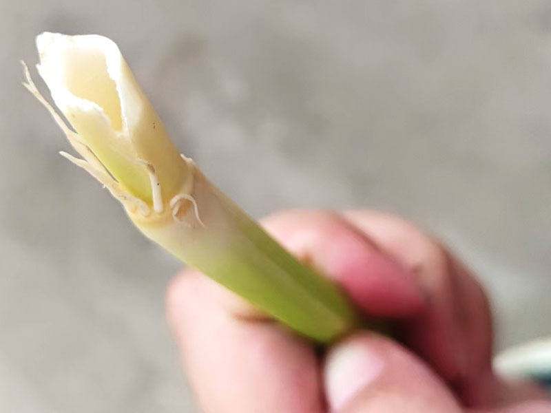 荃兩優(yōu)粵農(nóng)絲苗