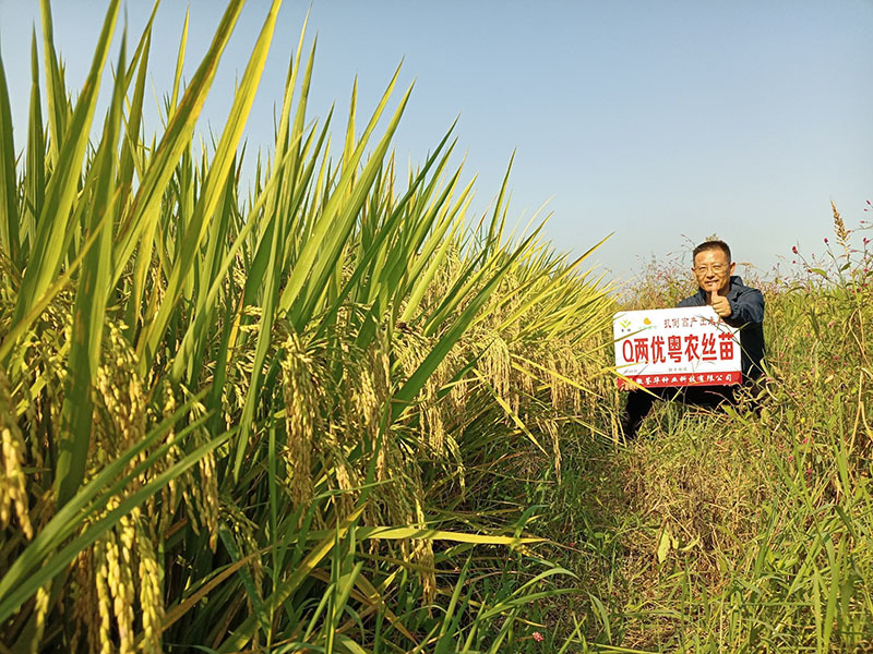 Q兩優(yōu)粵農(nóng)絲苗