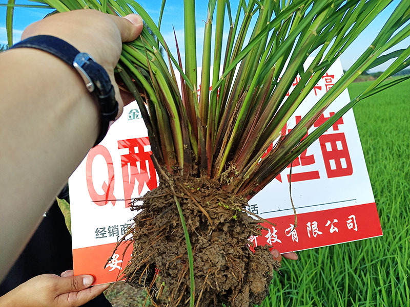 Q兩優(yōu)粵農(nóng)絲苗