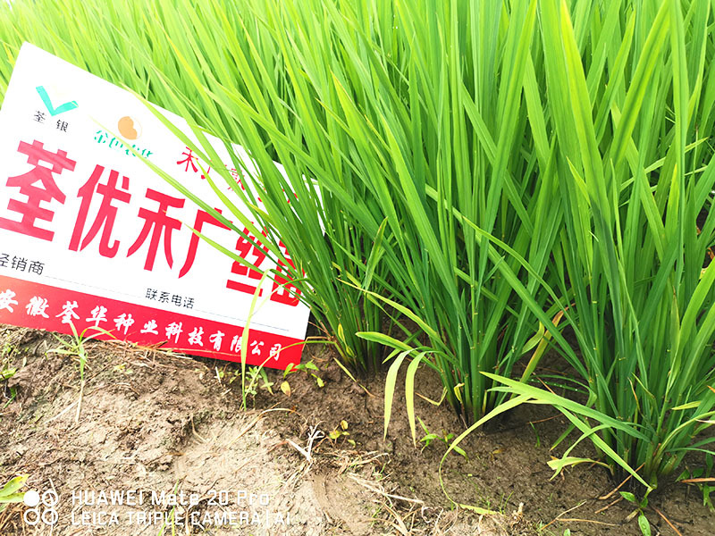 荃優(yōu)禾廣絲苗