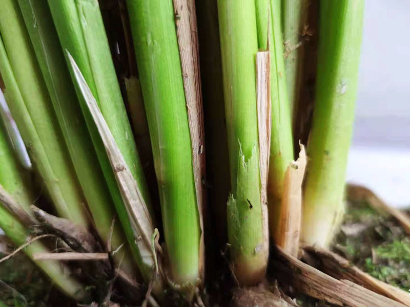 荃兩優(yōu)粵農(nóng)絲苗