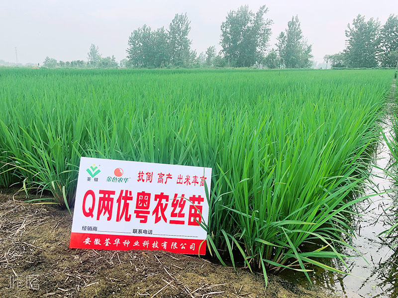 Q兩優(yōu)粵農(nóng)絲苗