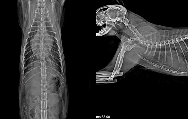 Case of Feline Pulmonary Edema