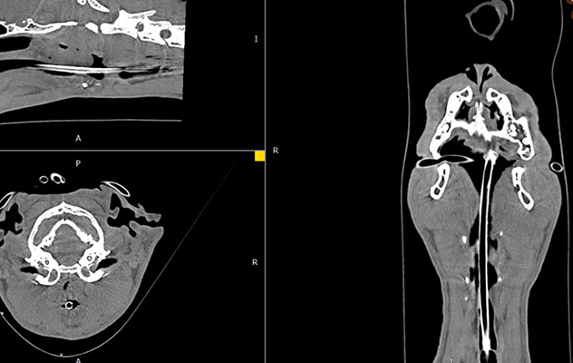 Case of Feline Nasopharyngeal Polyp
