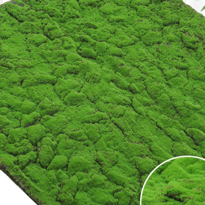 Moss（Coffee bottom small cracks moss）