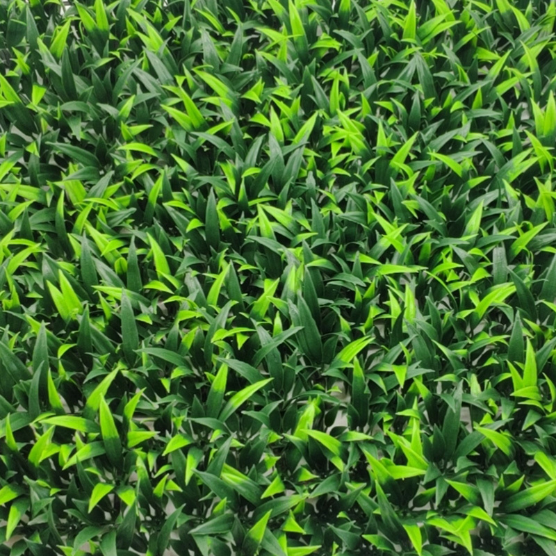 Eucalyptus
