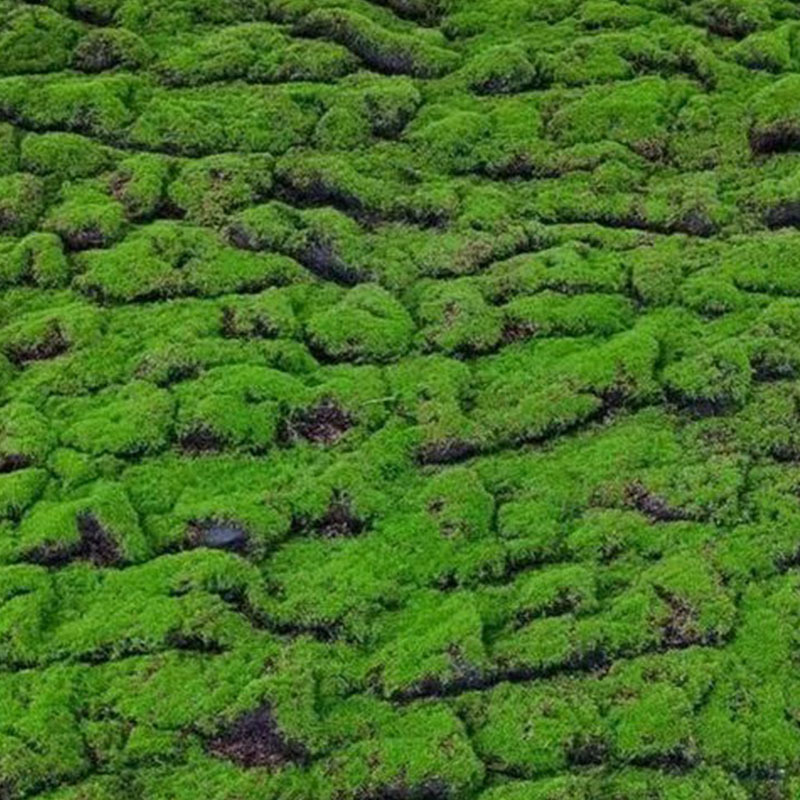 Moss
