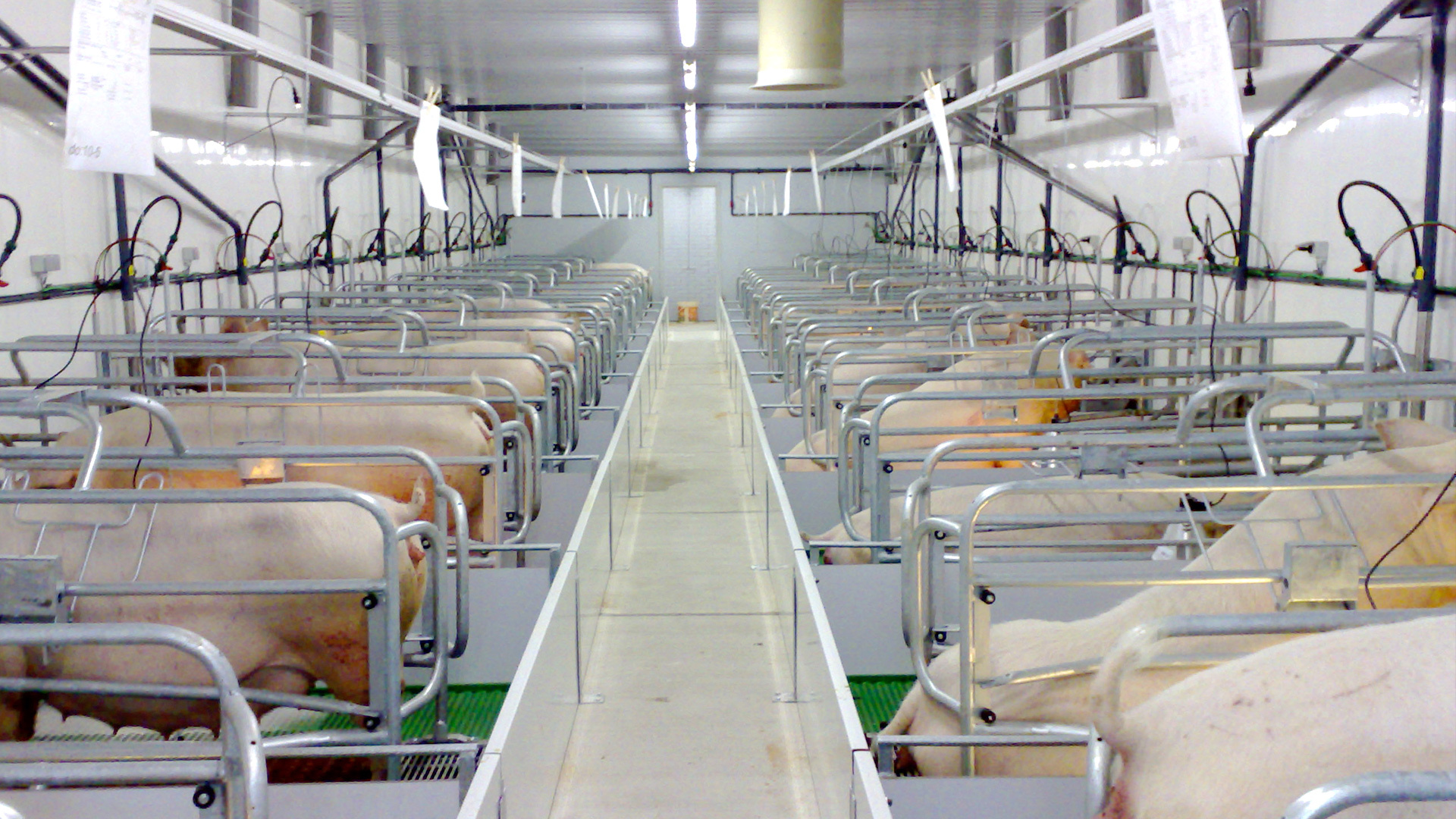 Professional pig raising equipment