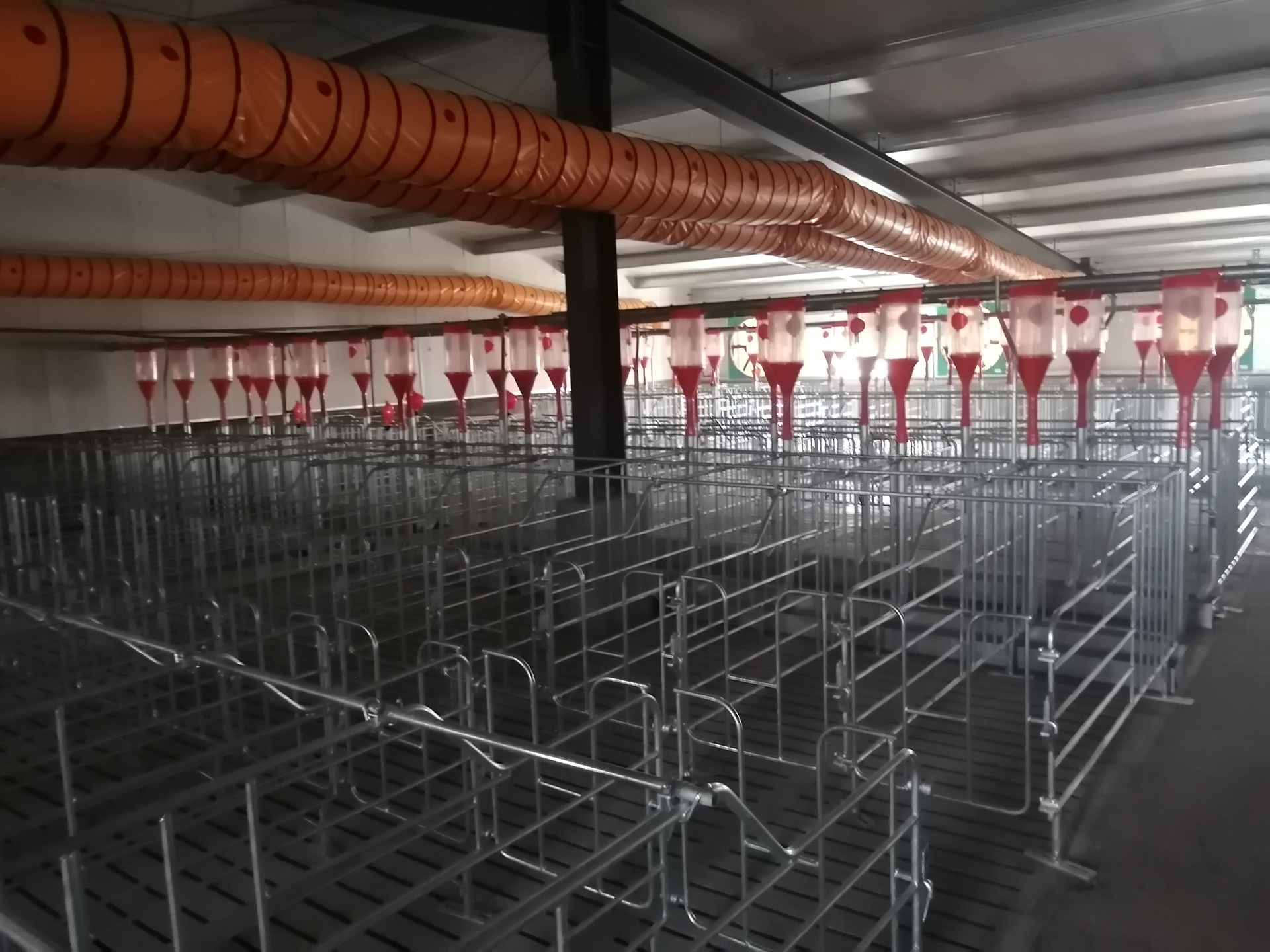 Gestation  stall