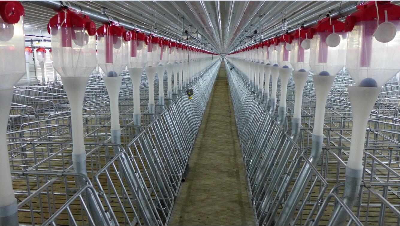 Gestation  stall