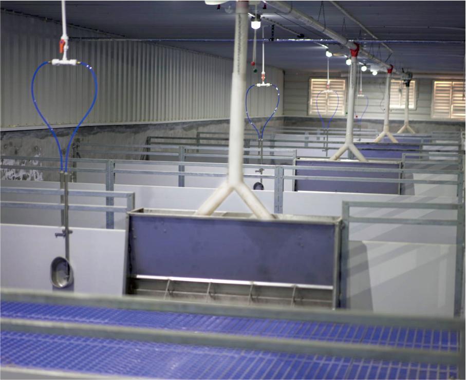 Weaner  crate