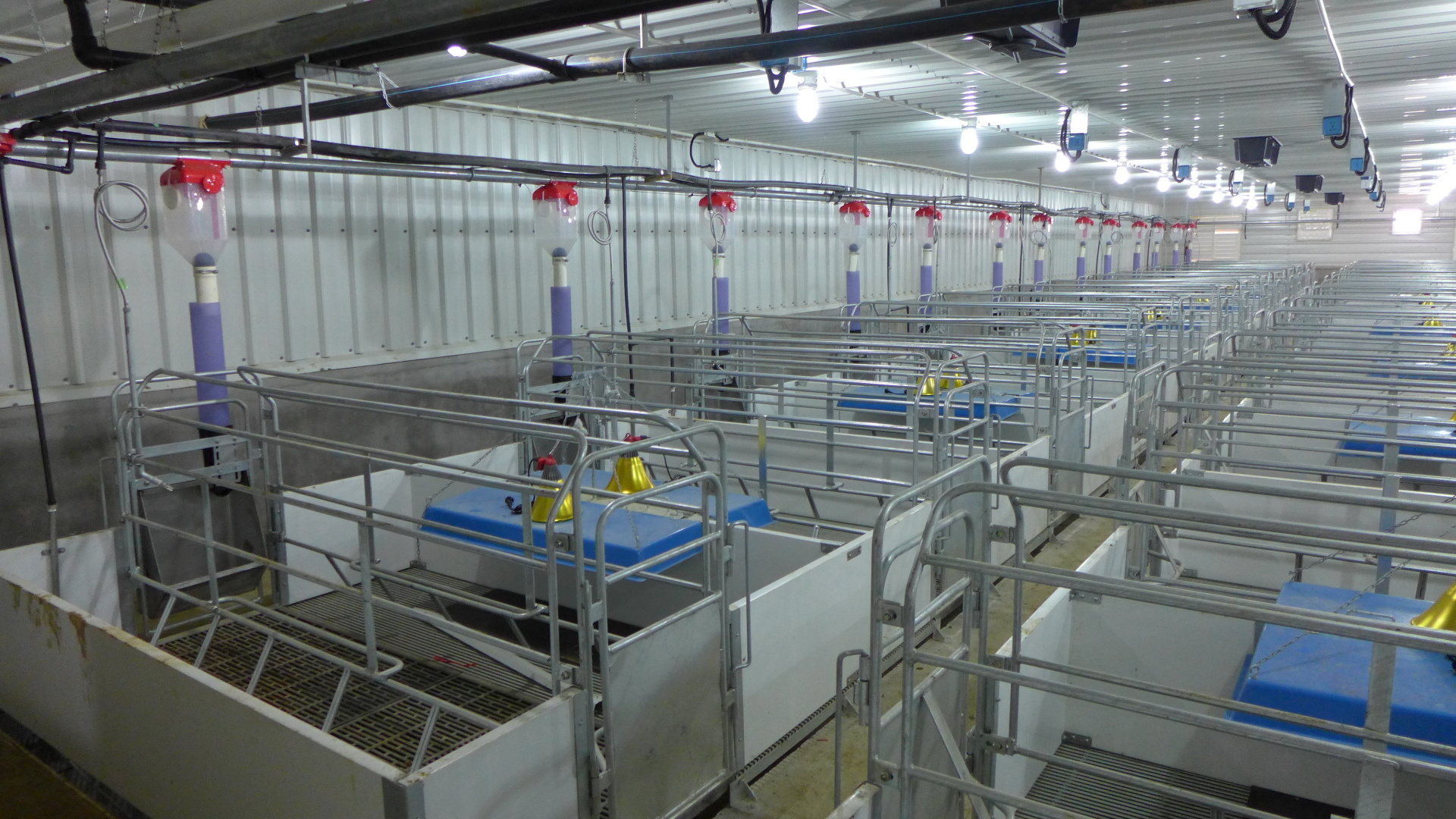 Farrowing  crates