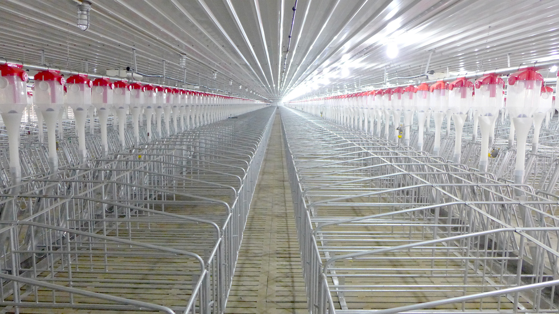 Gestation  stall