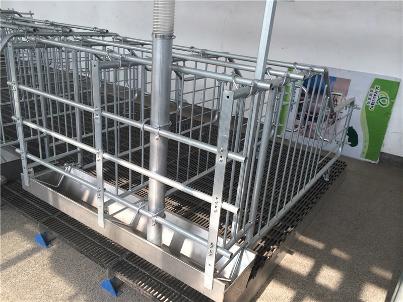 Gestation  stall