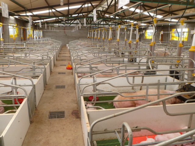 Farrowing  crates