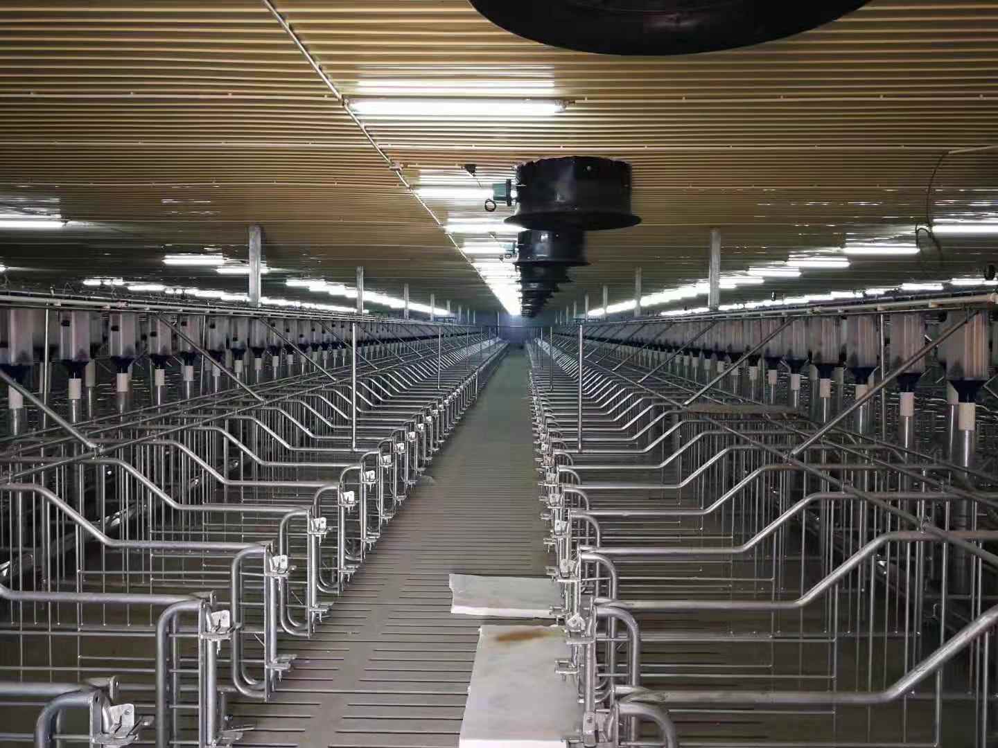 Gestation  stall