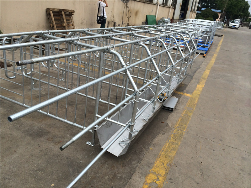 Gestation  stall