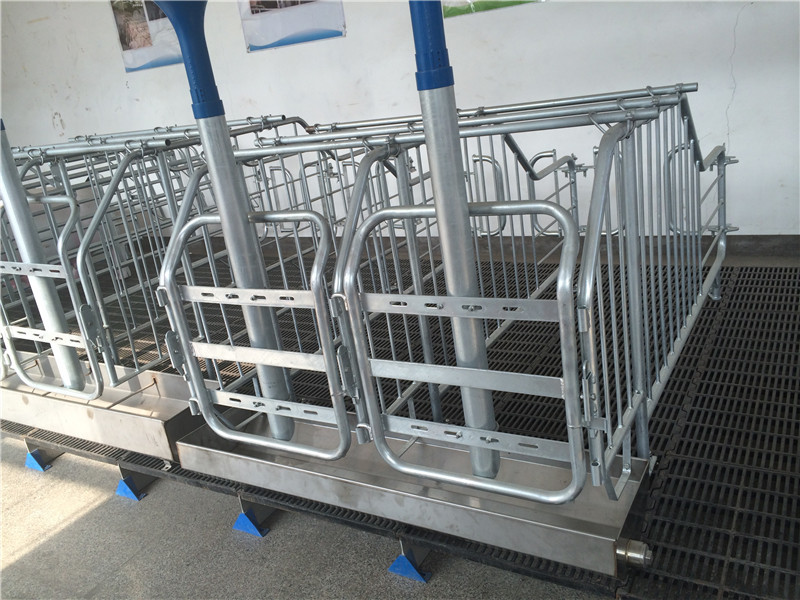 Gestation  stall